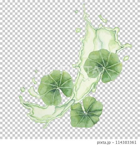 Centella asiatica and green liquid wave . Hand drawn gotu cola fluid splash clipart, watercolor pennywort juice botanical illustration for cosmetics, packaging, beauty, herbal dietary supplements 114383361