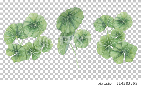 Centella asiatica, gotu cola green bouquets. Hand drawn Asiatic pennywort watercolor botanical illustration, isolated elements for cosmetics, packaging, beauty, labels, herbal dietary supplements 114383365