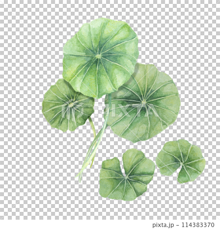 Centella asiatica, gotu cola green arrangement. Hand drawn Asiatic pennywort bouquet watercolor botanical illustration, isolated for cosmetics, packaging, beauty, labels, herbal dietary supplements Centella asiatica, gotu cola green arrangement. Hand drawn Asiatic pennywort bouquet watercolor botanical illustration, isolated for cosmetics, packaging, beauty, labels, herbal dietary supplements 114383370