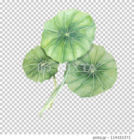 Centella asiatica, gotu cola green bouquet. Hand drawn Asiatic pennywort composition, watercolor botanical illustration, isolated for cosmetics, packaging, beauty, labels, sticker, dietary supplements Centella asiatica, gotu cola green bouquet. Hand drawn Asiatic pennywort composition, watercolor botanical illustration, isolated for cosmetics, packaging, beauty, labels, sticker, dietary supplements 114383371