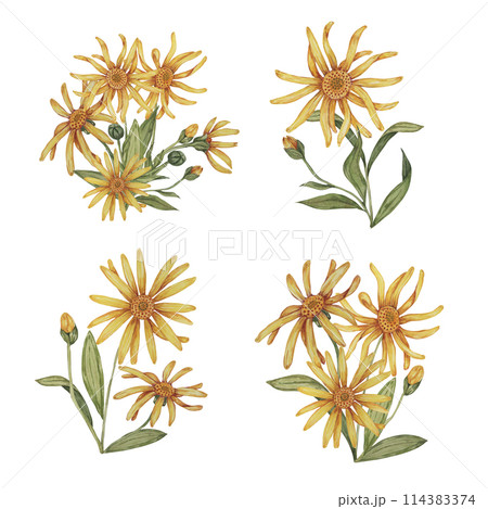 Set of arnica plant groups, bouquets in watercolor. hand drawn wolfsbane flowers in yellow and orange. Realistic mountain tobacco cliparts for packaging and print in cosmetics, herbal medicine, creams 114383374