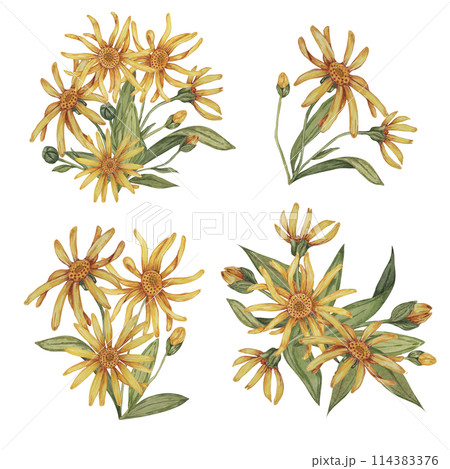 Set of arnica plant groups, bouquets in watercolor. hand drawn wolfsbane flowers in yellow and orange. Realistic mountain tobacco cliparts for packaging and print in cosmetics, herbal medicine, creams 114383376