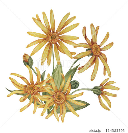 Perennial arnica montana plant in watercolor, hand drawn wolfsbane flowers in yellow and orange. Realistic mountain tobacco cliparts for packaging and print in cosmetics, herbal medicine, creams 114383393