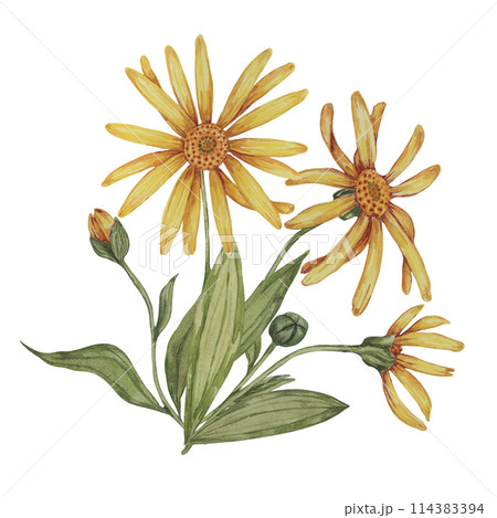 Perennial arnica montana plant in watercolor, hand drawn wolfsbane flowers in yellow and orange. Realistic mountain tobacco cliparts for packaging and print in cosmetics, herbal medicine, creams 114383394