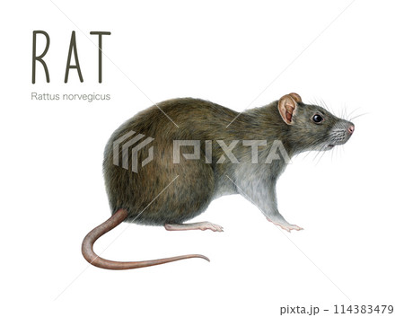 Painted rat animal watercolor illustration. Hand drawn Rattus norvegicus. Single standing rat side view vintage style illustration. Urban garbage dump and trash inhabitant animal. White background 114383479