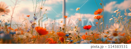 Summer wild field with wildflowers daisies and cornflowers and poppies in the rays of the sun, banner 114383531