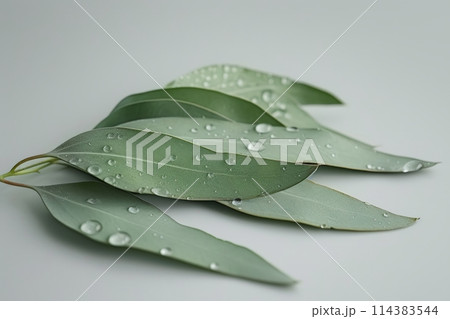 Green eucalyptus branch close up isolated on gray background 114383544