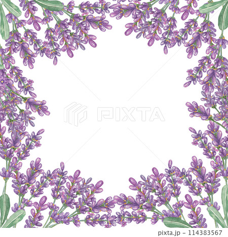 Lavender flowers, purple and violet square frame. Wildflower wreath, vintage floral design. Botanical hand drawn watercolor illustration template for wedding invitation, cards, gift tag, bridal design Lavender flowers, purple and violet square frame. Wildflower wreath, vintage floral design. Botanical hand drawn watercolor illustration template for wedding invitation, cards, gift tag, bridal design 114383567