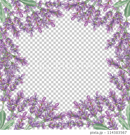 Lavender flowers, purple and violet square frame. Wildflower wreath, vintage floral design. Botanical hand drawn watercolor illustration template for wedding invitation, cards, gift tag, bridal design Lavender flowers, purple and violet square frame. Wildflower wreath, vintage floral design. Botanical hand drawn watercolor illustration template for wedding invitation, cards, gift tag, bridal design 114383567