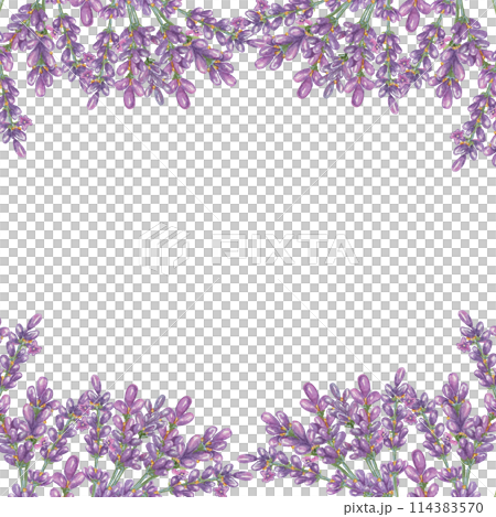 Lavender flowers, purple and violet square frame. Wildflower wreath, vintage floral design. Botanical hand drawn watercolor illustration template for wedding invitation, cards, gift tag, bridal design Lavender flowers, purple and violet square frame. Wildflower wreath, vintage floral design. Botanical hand drawn watercolor illustration template for wedding invitation, cards, gift tag, bridal design 114383570