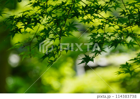 新緑の頃の祇王寺 114383738