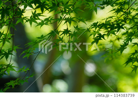 新緑の頃の祇王寺 新緑の頃の祇王寺 114383739