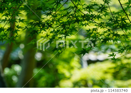 新緑の頃の祇王寺 新緑の頃の祇王寺 114383740