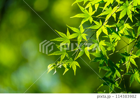 新緑の美しい頃の祇王寺 新緑の美しい頃の祇王寺 114383982