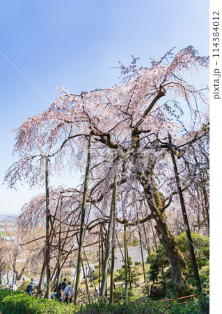 春の霞間ヶ渓、満開の桜〈岐阜県揖斐郡〉 114384012