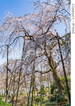 春の霞間ヶ渓、満開の桜〈岐阜県揖斐郡〉 114384013