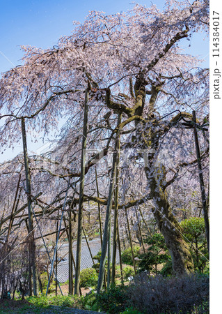 春の霞間ヶ渓、満開の桜〈岐阜県揖斐郡〉 春の霞間ヶ渓、満開の桜〈岐阜県揖斐郡〉 114384017