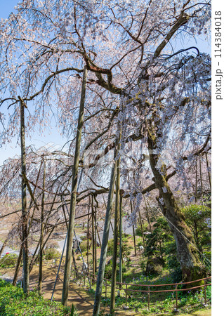 春の霞間ヶ渓、満開の桜〈岐阜県揖斐郡〉 114384018