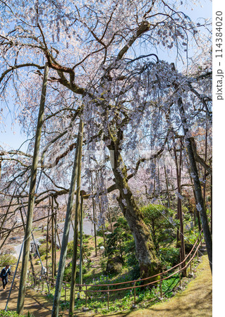 春の霞間ヶ渓、満開の桜〈岐阜県揖斐郡〉 114384020