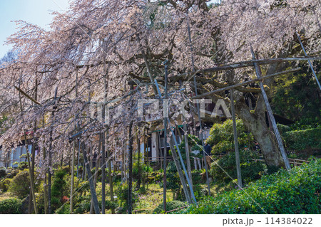 春の霞間ヶ渓、満開の桜〈岐阜県揖斐郡〉 春の霞間ヶ渓、満開の桜〈岐阜県揖斐郡〉 114384022