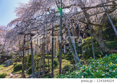 春の霞間ヶ渓、満開の桜〈岐阜県揖斐郡〉 114384024