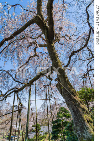 春の霞間ヶ渓、満開の桜〈岐阜県揖斐郡〉 114384027