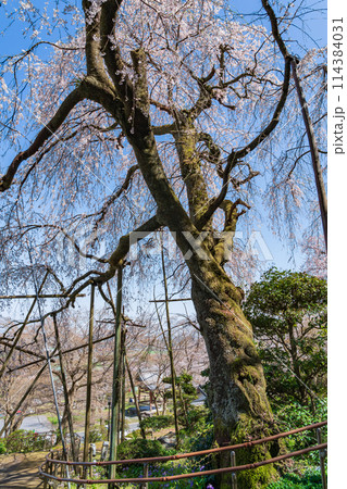 春の霞間ヶ渓、満開の桜〈岐阜県揖斐郡〉 114384031