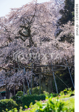 春の霞間ヶ渓、満開の桜〈岐阜県揖斐郡〉 春の霞間ヶ渓、満開の桜〈岐阜県揖斐郡〉 114384036