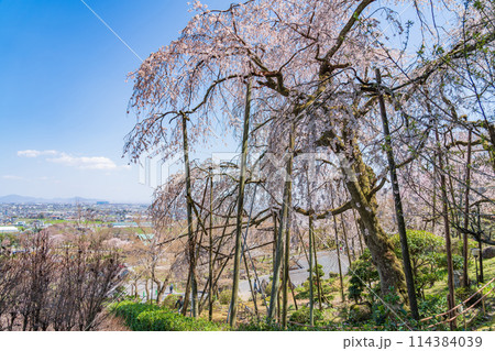 春の霞間ヶ渓、満開の桜〈岐阜県揖斐郡〉 114384039