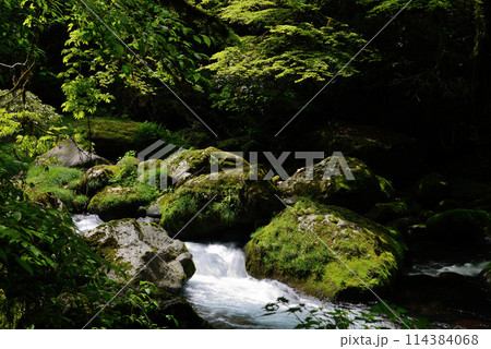 新緑の菊池渓谷 114384068