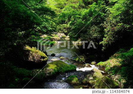 新緑の菊池渓谷 114384074