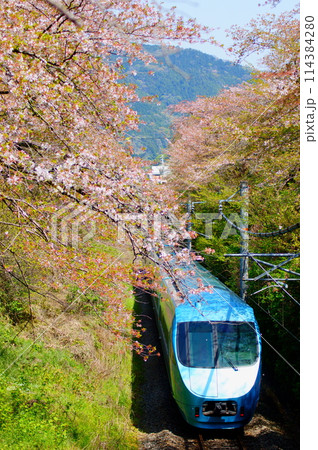山北の桜並木を行く小田急ロマンスカー(60000形 MSE) 114384280