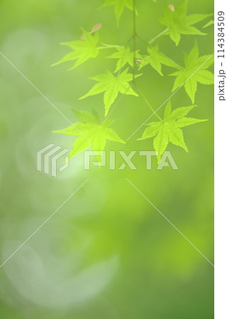 新緑 新緑 114384509
