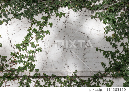 Climbing fig or Creeping fig (Ficus Pumila) the ivy plants are creeping up on whitewashed cement surface background. 114385120
