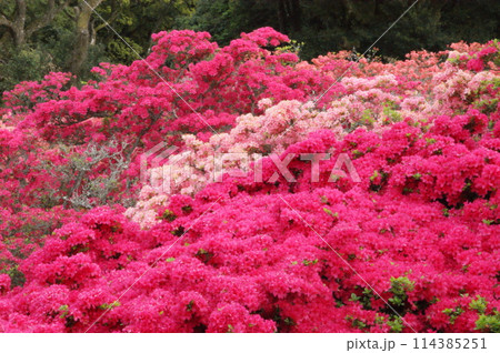 赤いツツジの花 赤いツツジの花 114385251