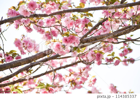 華やかなピンクの桜　紅豊 114385337