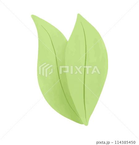 Watercolor vector illustration of a leaf in childish style. 114385450