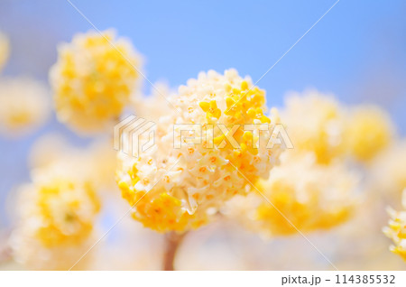 青空と満開の黄色のミツマタの花 114385532