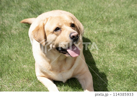 芝生で微笑むラブラドールレトリバー 114385933
