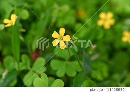 小さなカタバミの花 114386594