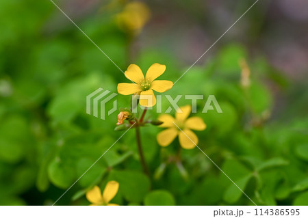 小さなカタバミの花 114386595
