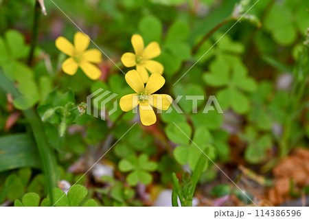 小さなカタバミの花 小さなカタバミの花 114386596
