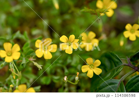 小さなカタバミの花 小さなカタバミの花 114386598