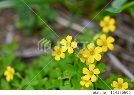 小さなカタバミの花 114386600
