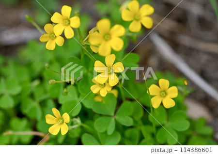 小さなカタバミの花 小さなカタバミの花 114386601