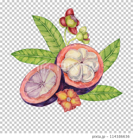 Halved cut mangosteen, flowers, leaf of the tree tropical Asian fruit clipart. Garcinia mangostana plant watercolor illustration for sticker, label, food menu, cosmetic, beauty, sublimation, apparel Halved cut mangosteen, flowers, leaf of the tree tropical Asian fruit clipart. Garcinia mangostana plant watercolor illustration for sticker, label, food menu, cosmetic, beauty, sublimation, apparel 114386636