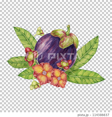 Purple mangosteen fruit, leaves, flowers tropical exotic Asian plant clipart. Garcinia mangostana tree watercolor illustration for sticker, label, food menu, cosmetic, beauty, scrapbooking, apparel Purple mangosteen fruit, leaves, flowers tropical exotic Asian plant clipart. Garcinia mangostana tree watercolor illustration for sticker, label, food menu, cosmetic, beauty, scrapbooking, apparel 114386637