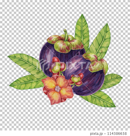 Two Purple mangosteen fruits, leaves, flowers tropical exotic Asian plant clipart. Garcinia mangostana tree watercolor illustration for sticker, food menu, cosmetic, beauty, scrapbooking, apparel 114386638