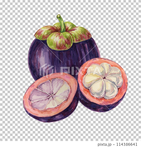 Purple mangosteen, whole, halved fruit of the tree tropical exotic Asian clipart. Garcinia mangostana plant watercolor illustration for sticker, label, food menu, cosmetic, beauty, poster, apparel 114386641