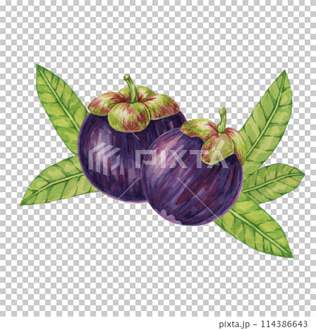 Two Purple mangosteen fruits, leaves tropical exotic Asian plant clipart. Garcinia mangostana tree watercolor illustration for sticker, label, food menu, cosmetic, beauty, scrapbooking, apparel Two Purple mangosteen fruits, leaves tropical exotic Asian plant clipart. Garcinia mangostana tree watercolor illustration for sticker, label, food menu, cosmetic, beauty, scrapbooking, apparel 114386643